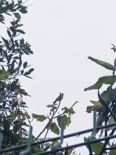 Sayaca Tanager