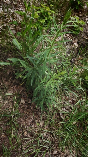 Hieracium laevigatum, photograph 1