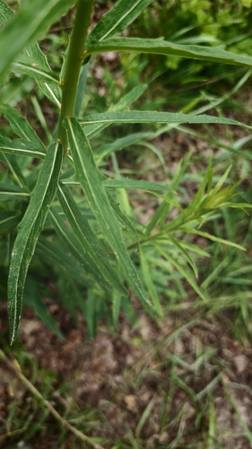 Hieracium laevigatum, photograph 2
