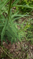 (c) NMichałowska, some rights reserved (CC BY) Hieracium laevigatum, photograph (c) NMichałowska, some rights reserved (CC BY)