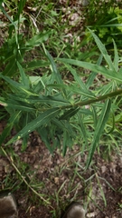 (c) NMichałowska, some rights reserved (CC BY) Hieracium laevigatum, photograph (c) NMichałowska, some rights reserved (CC BY)