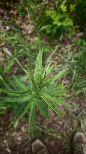 Hieracium laevigatum, photograph 4