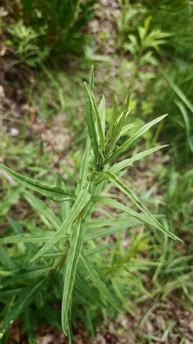 Hieracium laevigatum, photograph 5