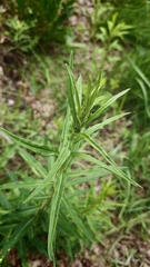 (c) NMichałowska, some rights reserved (CC BY) Hieracium laevigatum, photograph (c) NMichałowska, some rights reserved (CC BY)