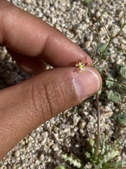 Nemacladus rubescens