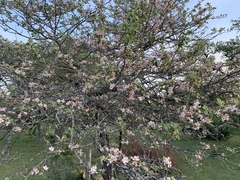 Malus ioensis texana