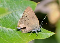 Satyrium edwardsii