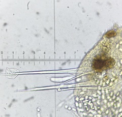 Lasiobolus intermedius