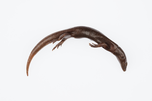 Shore Skink, Oligosoma smithi