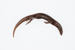 Oligosoma smithi