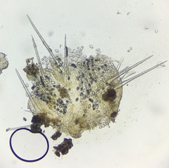 Lasiobolus intermedius