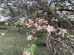Malus ioensis texana