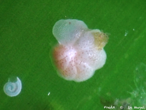 Eulima observed 2026-06-13