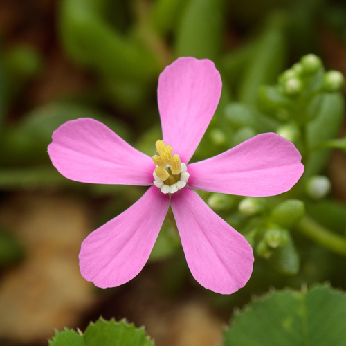 North African catchfly