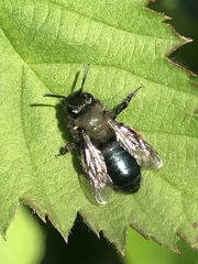 Andrena nigrocaerulea