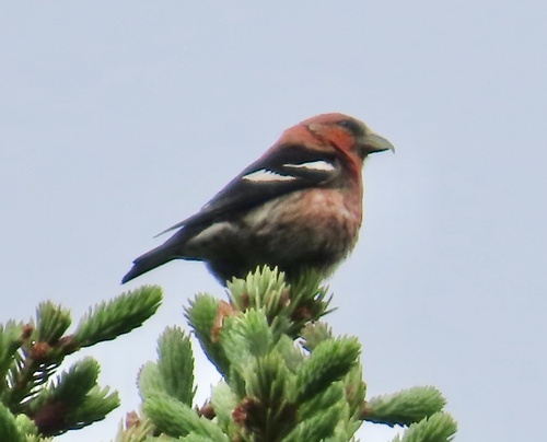 White-winged Crossbill