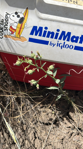 bastard toadflax