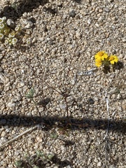 Nemacladus sigmoideus