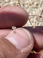 Nemacladus sigmoideus