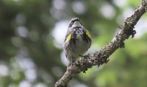 Yellow-rumped Warbler