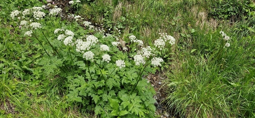 Chaerophyllum hirsutum, photograph 5