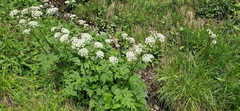 Chaerophyllum hirsutum, photograph (c) Jens-Christian Svenning, some rights reserved (CC BY)