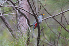 Priotelus roseigaster