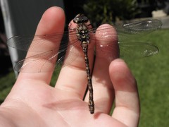 Austroaeschna subapicalis