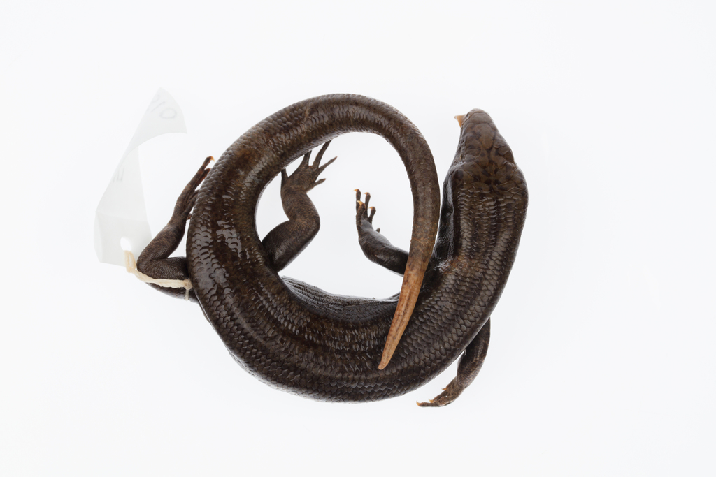 Falla's Skink
