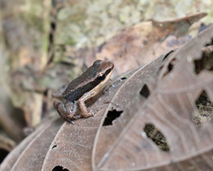 Allobates insperatus