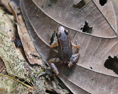 Allobates insperatus