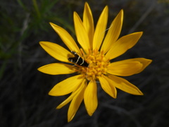 Adela trigrapha