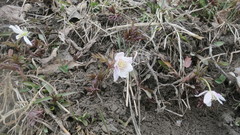 Anemonoides amurensis