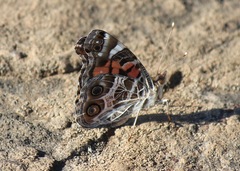Vanessa virginiensis