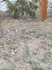 Sylvilagus audubonii