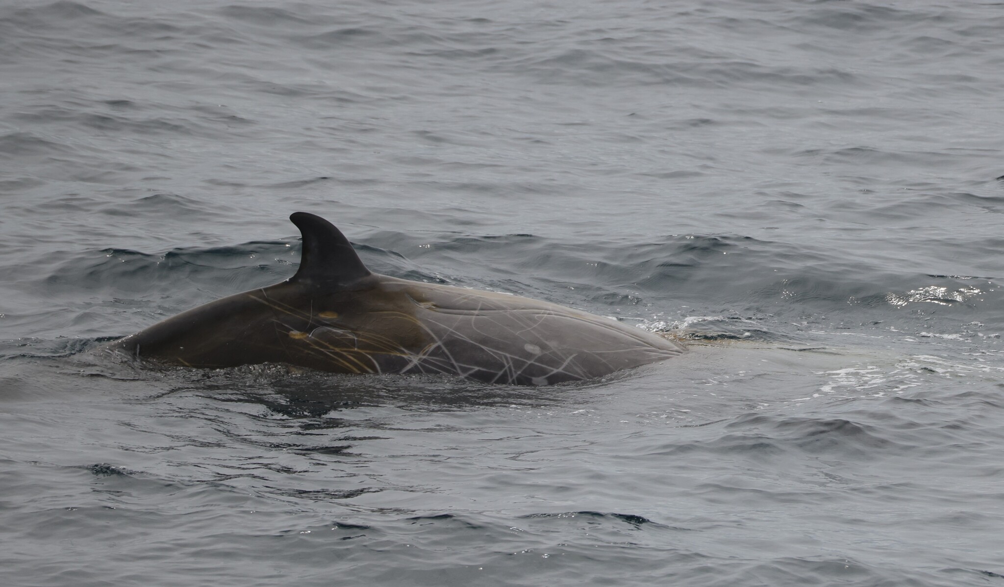 Ziphius cavirostris