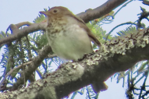 Swainson's Thrush