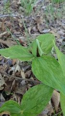 Trillium viridescens