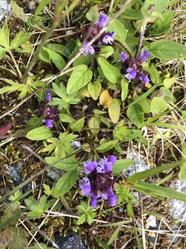 common selfheal