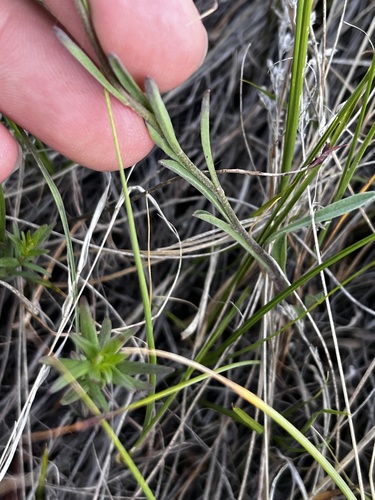 Erysimum inconspicuum, photograph 5