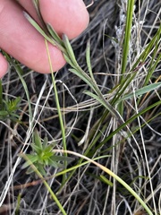 Erysimum inconspicuum, photograph (c) Alex Baxter, some rights reserved (CC BY)