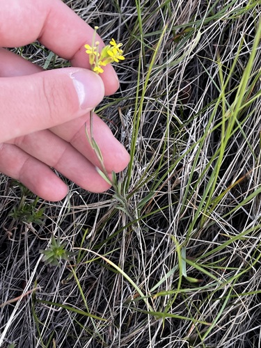 Erysimum inconspicuum, photograph 6