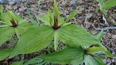 Trillium viridescens