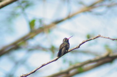 Cynanthus doubledayi