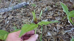 Trillium viridescens