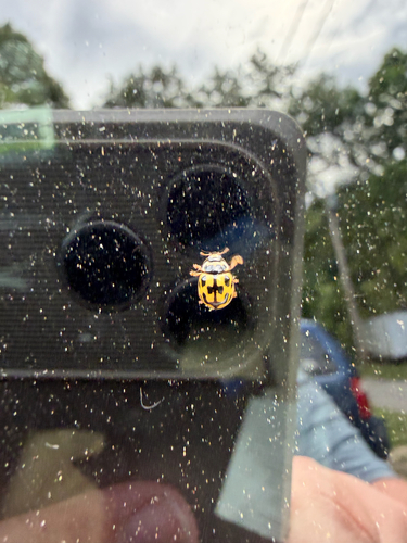 Fourteen-spotted Lady Beetle