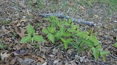 Trillium viridescens