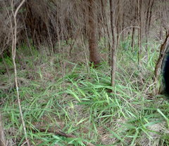 Leptecophylla juniperina