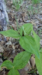 Trillium viridescens