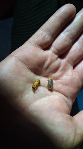 Mediterranean Pale Glow-worm